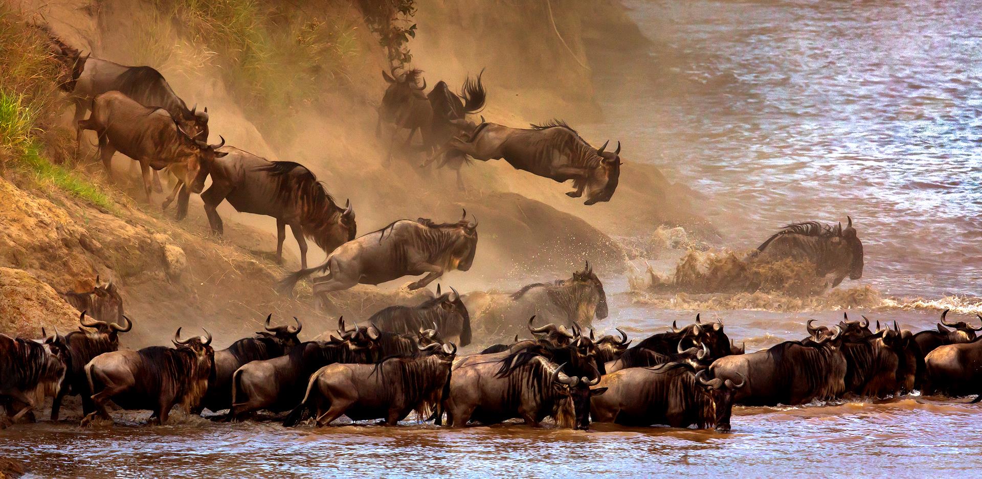 Certificate of Commendation - Sergey Agapov (Russian Federation) - Great Migration Of Wildebeest 2