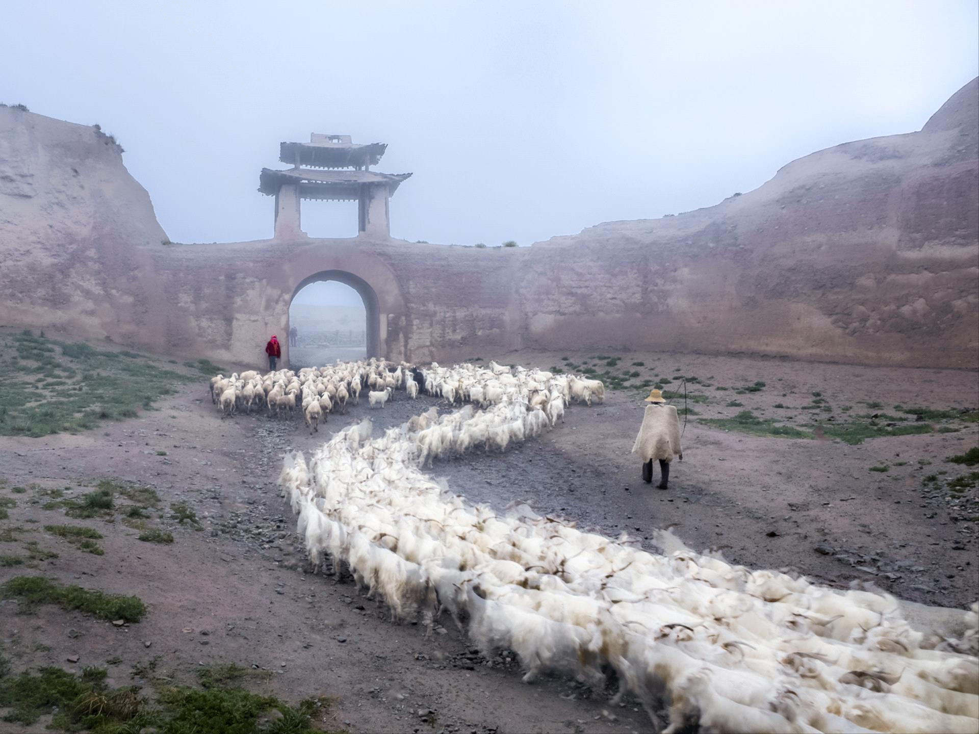 Golden Dragon Photo Award - Jun Ye (China) - Sheep