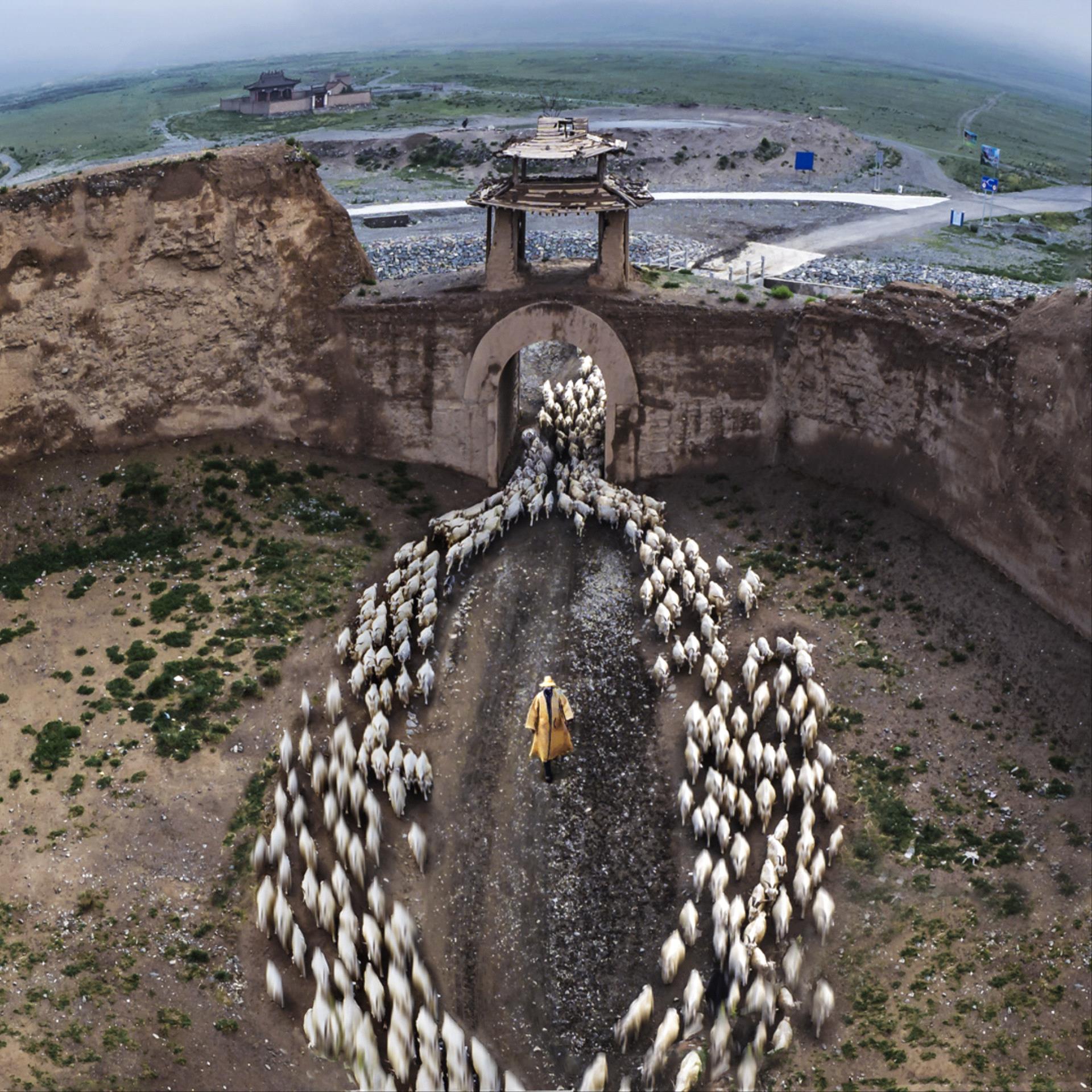 Golden Dragon Photo Award - Jun Ye (China) - Herd Back